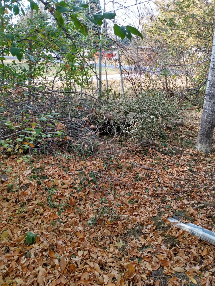 Tree Guyz And A Gal - tree service in Wheat Ridge, CO