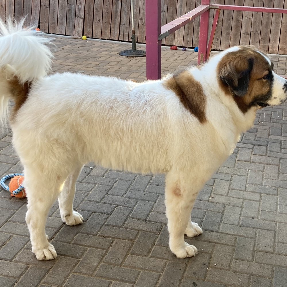 Beth's Pet Spa - Moose after being groomed at Beth's Pet Spa. Well worth the money! Will be back! - Pet Groomers Near Me - El Cajon, California Beth's Pet Spa - Moose after being groomed at Beth's Pet Spa. Well worth the money! Will be back! - Pet Groomers Near Me - El Cajon, California