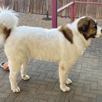 Beth's Pet Spa - Moose after being groomed at Beth's Pet Spa. Well worth the money! Will be back! - Pet Groomers Near Me - El Cajon, California