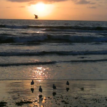 Seashore on the Sand - Seagulls at sunset. - Vacation Rentals Near Me - Carlsbad, California Seashore on the Sand - Seagulls at sunset. - Vacation Rentals Near Me - Carlsbad, California