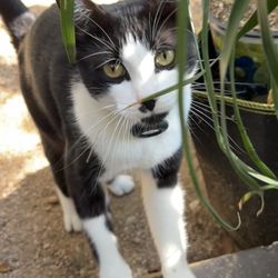 Austin Animal Center - Bandito is 2 yrs old. missing for a week. If found, let me know. $Reward$.