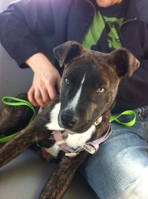 Lifeline Puppy Rescue by null