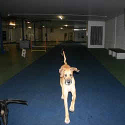 The Dog Club
