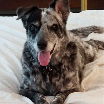 Petco - C.C. says "I love you, Catalina. Thank you for my wonderful baths." - Pet Stores Near Me - Walnut Creek, California Petco - C.C. says "I love you, Catalina. Thank you for my wonderful baths." - Pet Stores Near Me - Walnut Creek, California