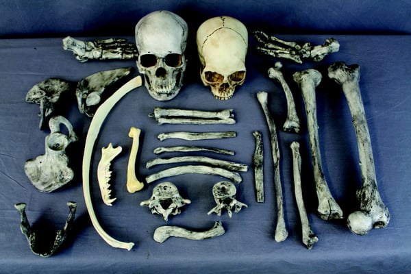 Dapper Cadaver by null