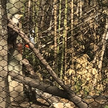 Cameron Park Zoo - Bald eagle - Zoos Near Me - Waco, Texas Cameron Park Zoo - Bald eagle - Zoos Near Me - Waco, Texas