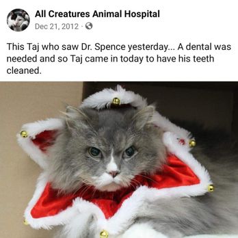 All Creatures Animal Hospital - Taj at All Creatures many years ago - Veterinarians Near Me - Amherst, New York All Creatures Animal Hospital - Taj at All Creatures many years ago - Veterinarians Near Me - Amherst, New York