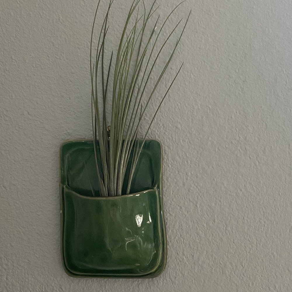 Deeply Rooted - Nice little air plant added to my collection (already had this holder). - Gift Shops Near Me - Camarillo, California