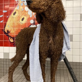 Pet Food Express - Bath time - Pet Stores Near Me - Los Gatos, California Pet Food Express - Bath time - Pet Stores Near Me - Los Gatos, California
