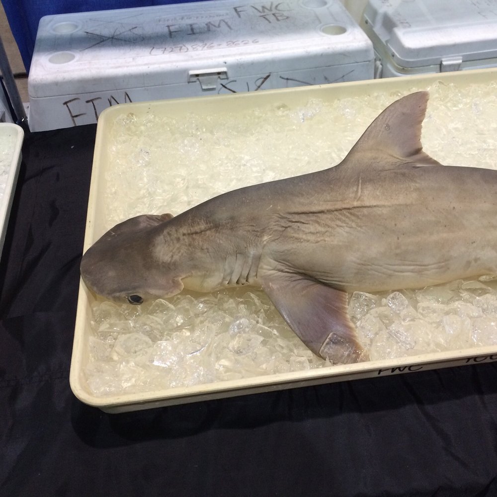 Shark Con - Festivals Near Me - Tampa, Florida