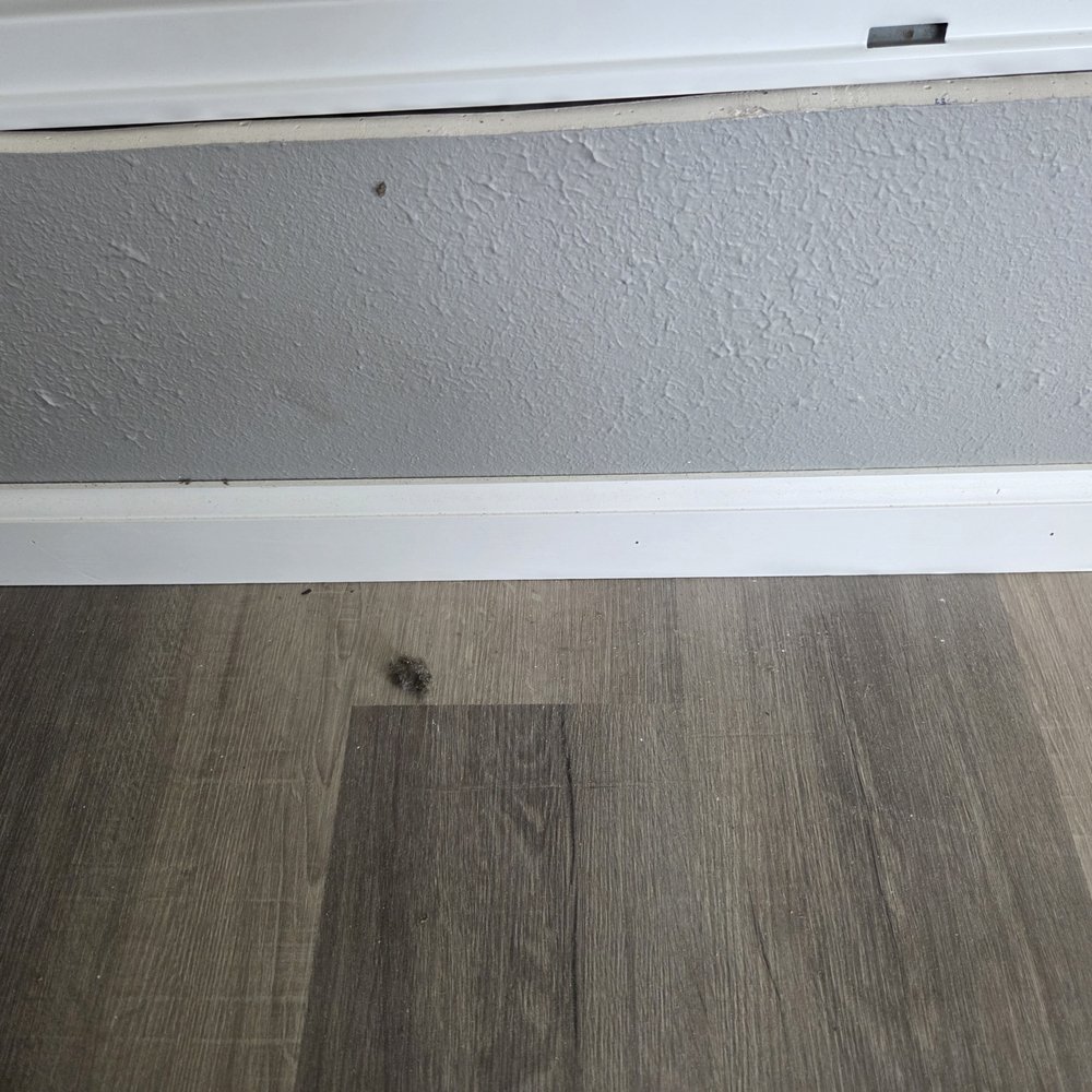 Marshall Cleaning Service - Mess they created and left - Carpet Cleaning Near Me - Knoxville, Tennessee Marshall Cleaning Service - Mess they created and left - Carpet Cleaning Near Me - Knoxville, Tennessee