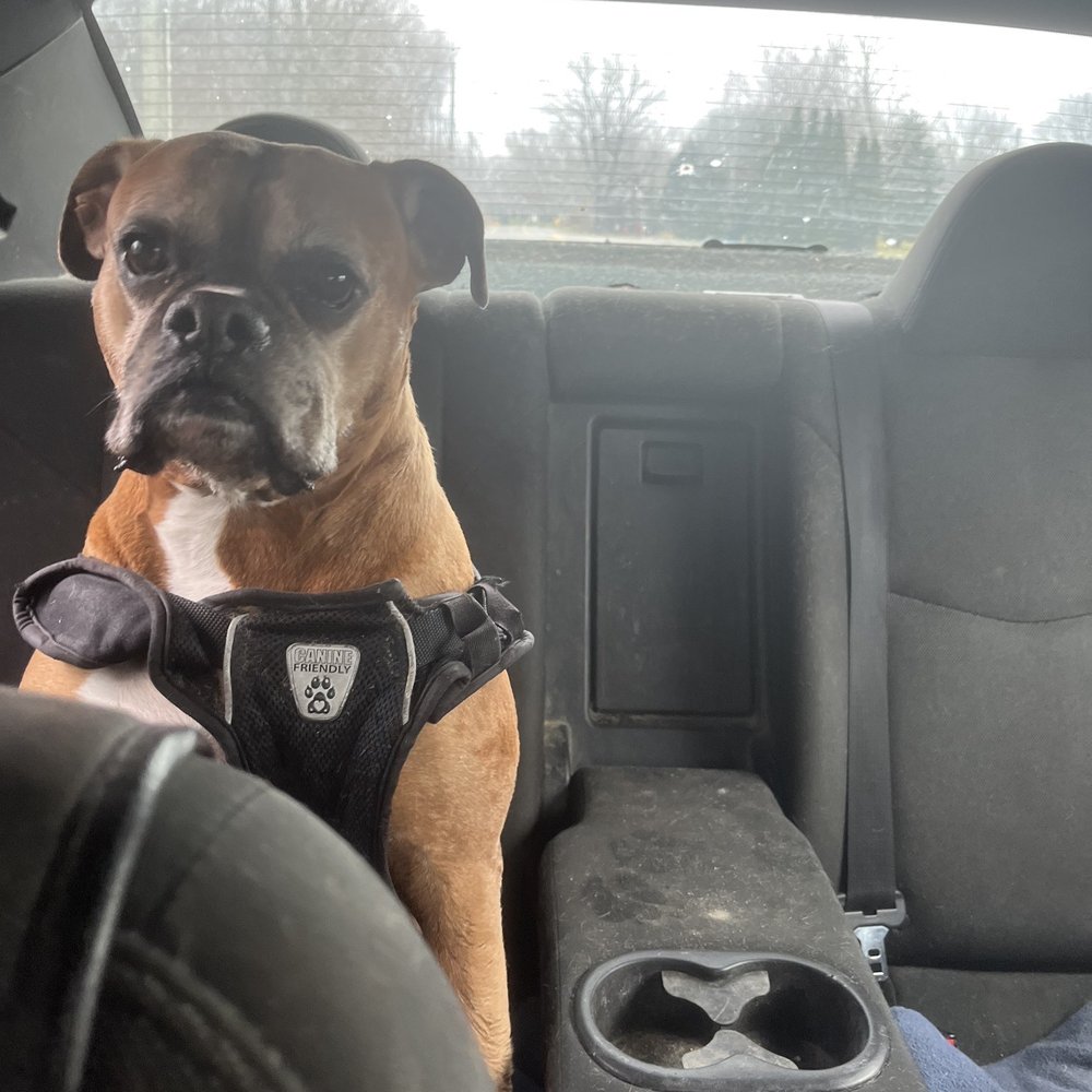 Mr Z's Pipasa - a dog sitting in the back seat of a car - Italian Near Me - Plainfield, Connecticut Mr Z's Pipasa - a dog sitting in the back seat of a car - Italian Near Me - Plainfield, Connecticut