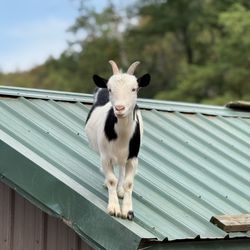 Living Treasures Animal Park - On the roof.