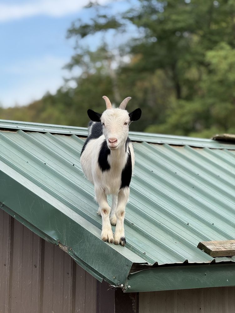 LIVING TREASURES ANIMAL PARK Updated December 2025 64 Photos & 47