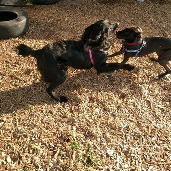 Canine Cottage - Playing in the play yard - Pet Services Near Me - Roanoke, Virginia Canine Cottage - Playing in the play yard - Pet Services Near Me - Roanoke, Virginia