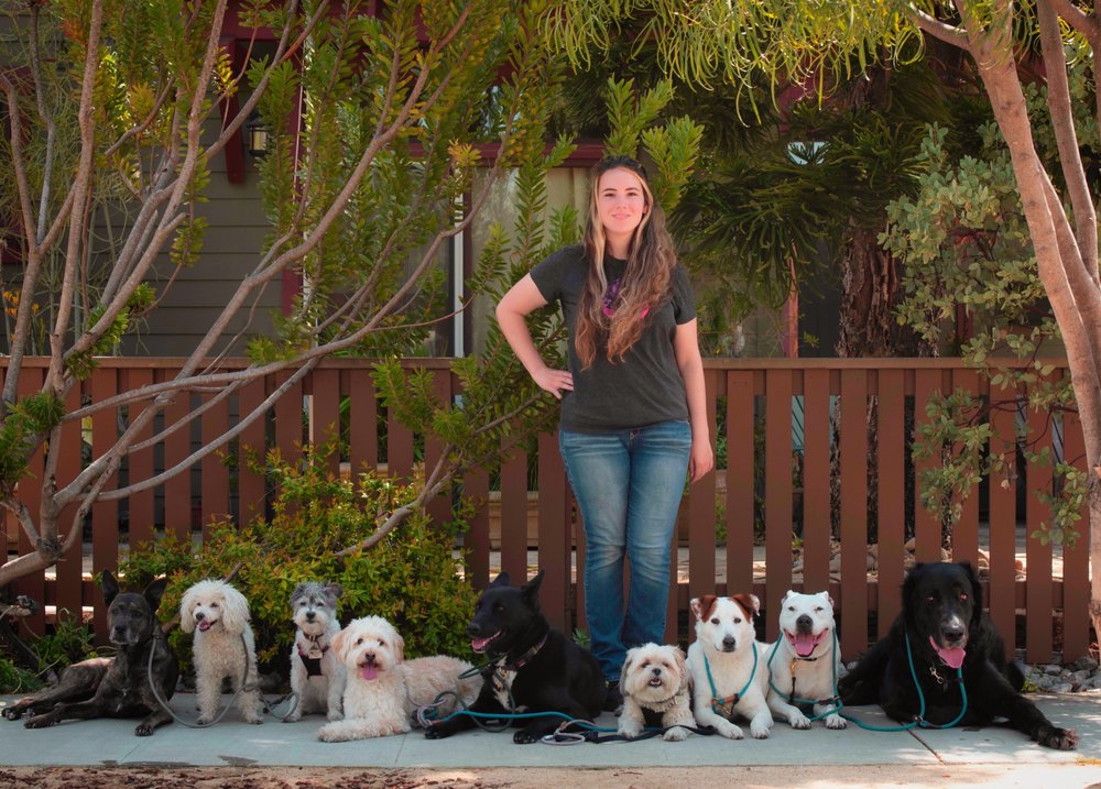 FIRST INSTINCT DOG TRAINING Updated July 2024 Huntington Beach