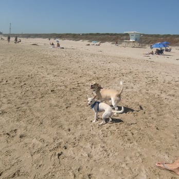 Every Dawg's Dream - Just another day at the beach! We love california! - Dog Walkers Near Me Every Dawg's Dream - Just another day at the beach! We love california! - Dog Walkers Near Me