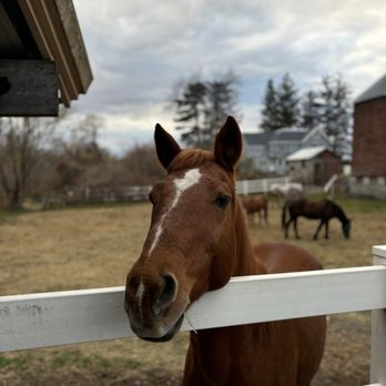 Krumkill Stables - Horseback Riding Near Me - Albany, New York