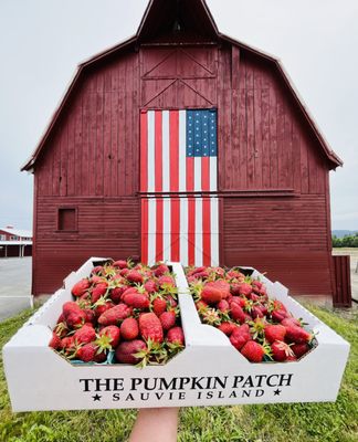 The Pumpkin Patch on Sauvie Island, Portland's original by null