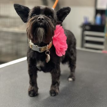 Aly’s Grooming - This is cedar she's a shorkie in a schnauzer cut. - Pet Groomers Near Me - Cedar City, Utah Aly’s Grooming - This is cedar she's a shorkie in a schnauzer cut. - Pet Groomers Near Me - Cedar City, Utah