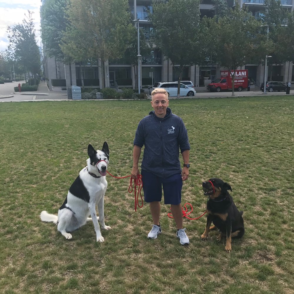 Canine Solutions Dog Training - Pet Training Near Me