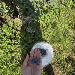Henna Blueberry Farm