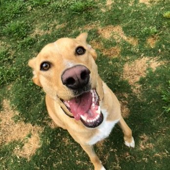 Boonville Animal Hospital - Happy Bella at Boonville Animal Hospital! - Veterinarians Near Me - Bryan, Texas Boonville Animal Hospital - Happy Bella at Boonville Animal Hospital! - Veterinarians Near Me - Bryan, Texas