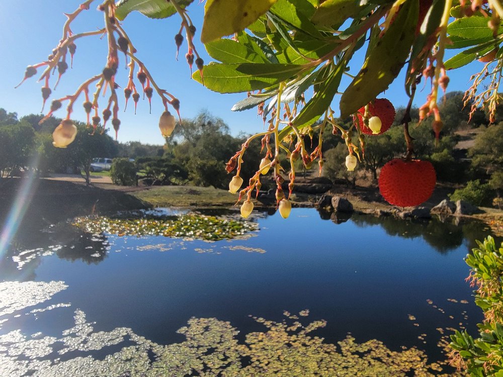 Napa Valley Tours & Transportation