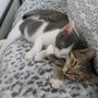 Photo of Surf City Kitties Rescue
