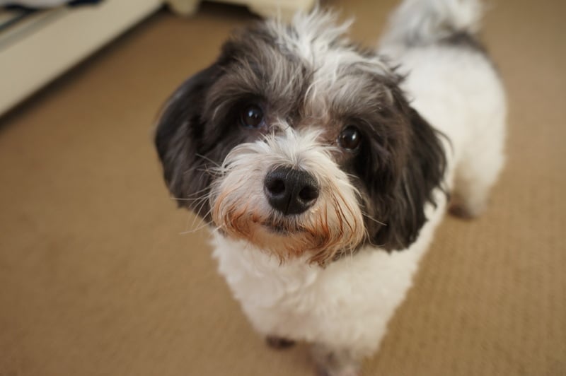 SOUTH SHORE ANIMAL HOSPITAL 15 Photos & 27 Reviews 3288 Merrick Rd