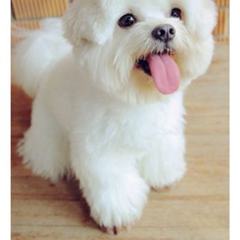 Dot Dogs - This is what we used to communicate with the groomer that we want a puppy cut with round face - Pet Groomers Near Me - Dorchester, Massachusetts