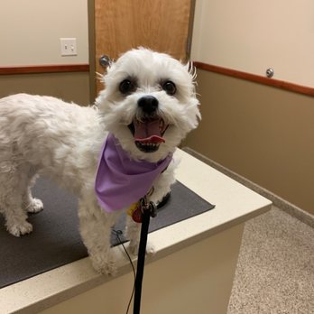 River City Veterinary Hospital - My sophi! - Veterinarians Near Me - Meridian, Idaho River City Veterinary Hospital - My sophi! - Veterinarians Near Me - Meridian, Idaho