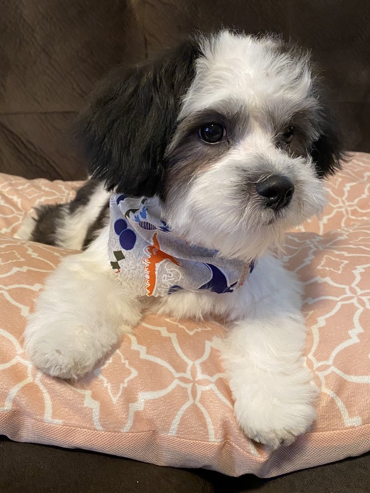 BATH AND BARK GROOMING Updated August 2024 13 Photos 3330 Cobb