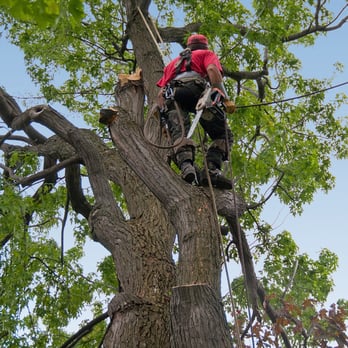 Eagle Rock Tree Service - Tree Services Near Me - Los Angeles, California Eagle Rock Tree Service - Tree Services Near Me - Los Angeles, California