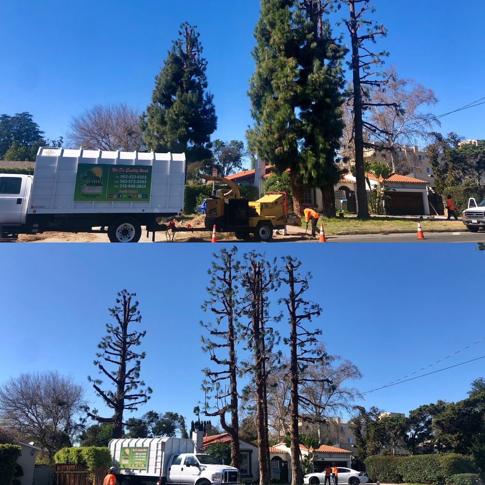 Before and After - major haircut for our 100ft Ponderosa Pines Before and After - major haircut for our 100ft Ponderosa Pines