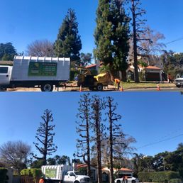 Before and After - major haircut for our 100ft Ponderosa Pines Before and After - major haircut for our 100ft Ponderosa Pines