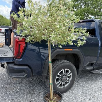 Popes at Creekside - This Dappled Willow tree was only one of a bunch of things we bought! Beautiful selection. - Nurseries & Gardening Near Me - Knoxville, Tennessee