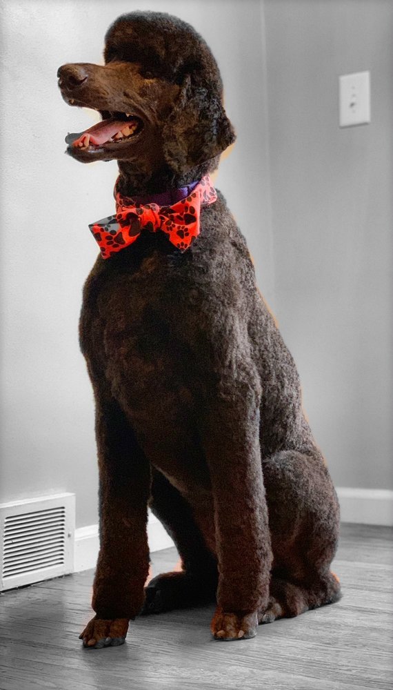 GREATER ROCHESTER GROOMING Updated June 2024 159 W Main St, ster