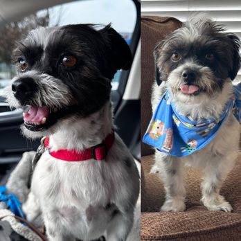 PetSmart - All ready for NYE and 2024 - Pet Groomers Near Me - SACRAMENTO, California