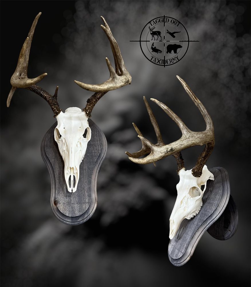 Tagged Out Taxidermy - taxidermy in Foreston, MN