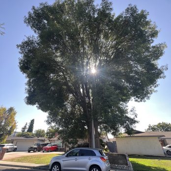 Premier Tree Experts - Massive tree to trim - Tree Services Near Me - Orange, California