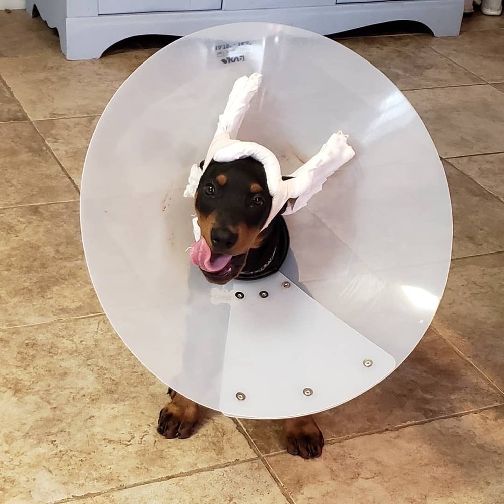 PERRIS VALLEY VETERINARY CLINIC 47 Photos & 51 Reviews