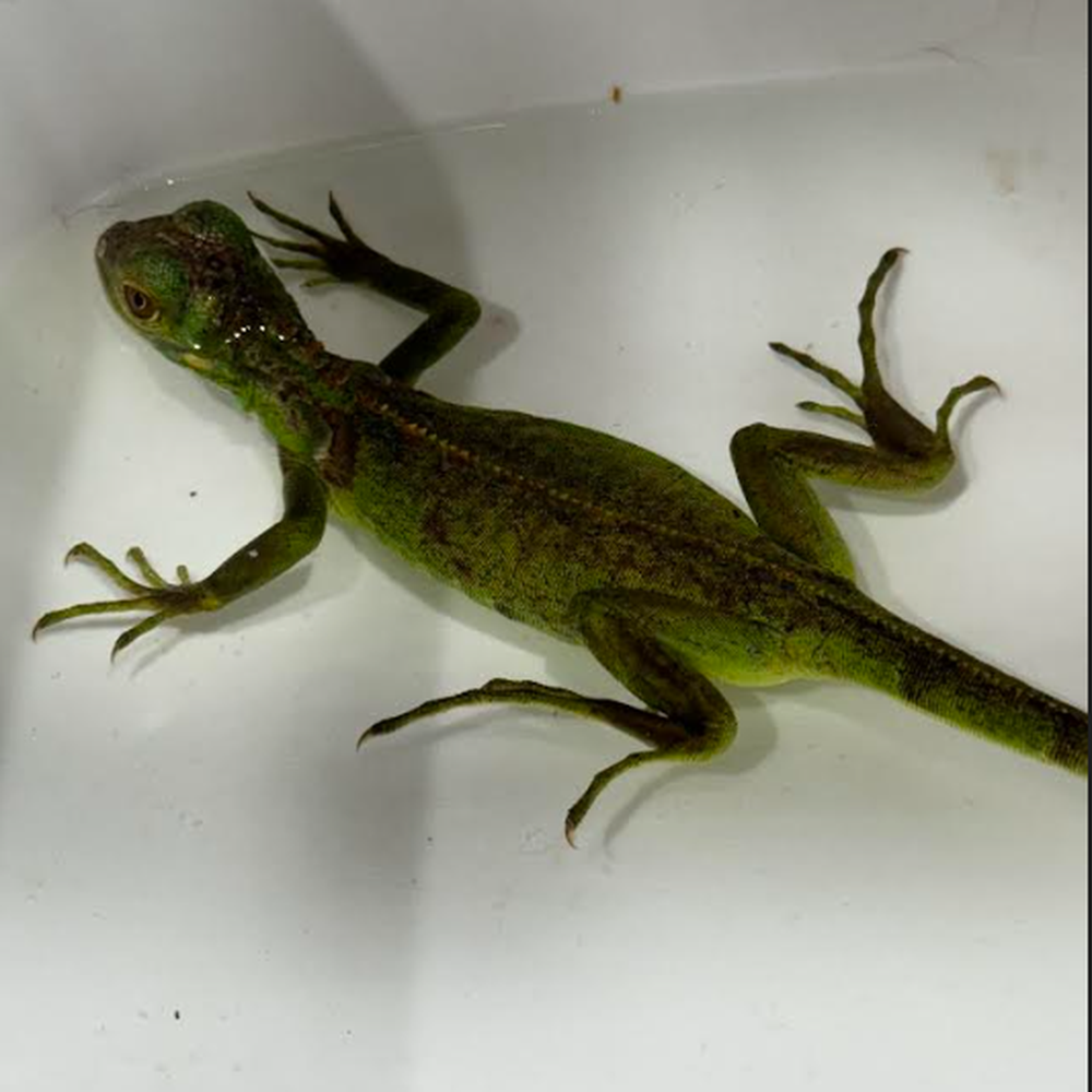 Custom Creatures - First Bath time! - Reptile Shops Near Me - Saginaw, Michigan Custom Creatures - First Bath time! - Reptile Shops Near Me - Saginaw, Michigan