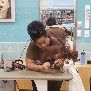 Petco - ## HERSHEY  LOVES HE'S MINI MAKE ROVER - Pet Training Near Me - Bronx, New York