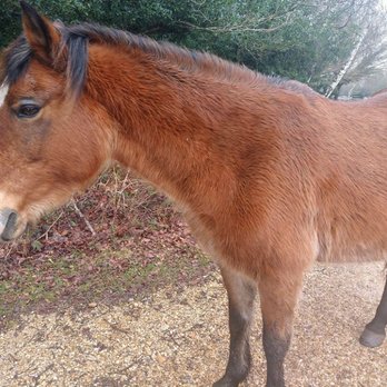 The New Forest National Park - free roaming New forest pony - Parks Near Me