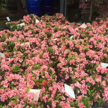 Pike Nurseries - Beautiful selection - Nurseries & Gardening Near Me - Charlotte, North Carolina