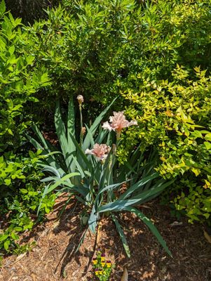 Wilson Botanical Gardens by null