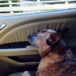 A tired cattle dog is a happy cattle dog! A tired cattle dog is a happy cattle dog!