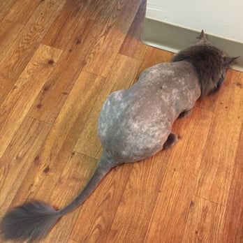 Supurr Cats - Pocahontas loves her lion cut. - Pet Groomers Near Me - Portland, Oregon Supurr Cats - Pocahontas loves her lion cut. - Pet Groomers Near Me - Portland, Oregon