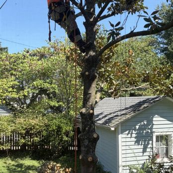 Adirondack Tree Experts - Magnolia tree - Tree Services Near Me - Beltsville, Maryland Adirondack Tree Experts - Magnolia tree - Tree Services Near Me - Beltsville, Maryland